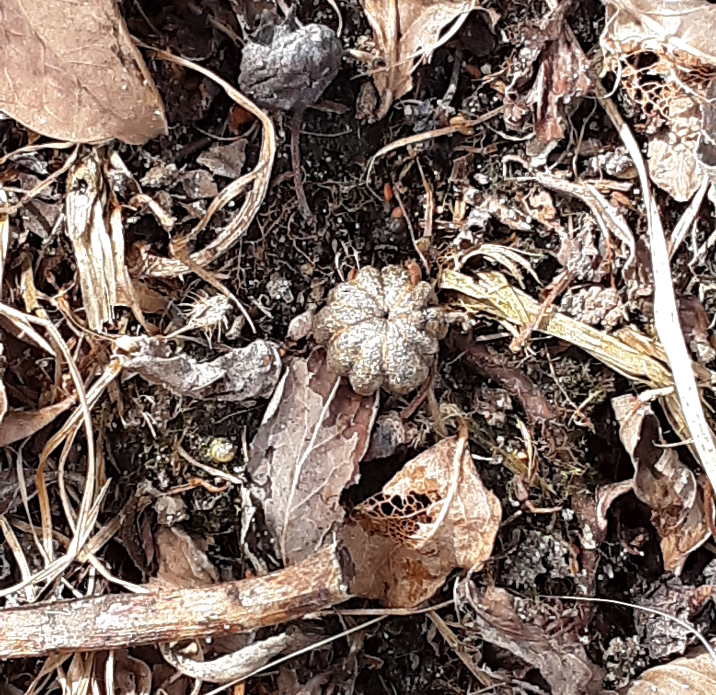 Mummified blueberry fruit